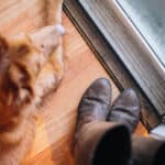 Dog Custody: Are Dogs Property? | LegalVision.com.au